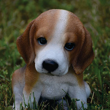 Blue beagle best sale puppies for sale